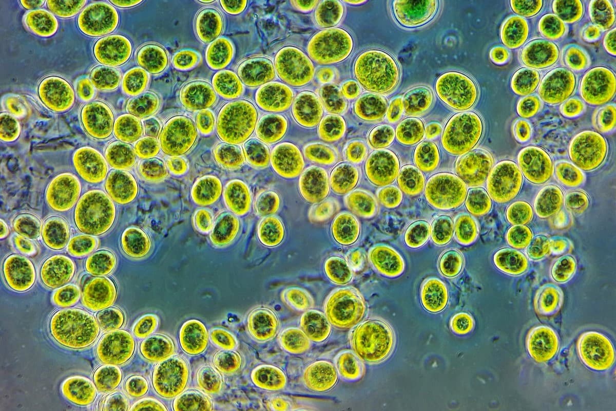 turkmenskie-uchenye-issleduyut-biologicheskij-sposob-ochistki-stochnyh-vod