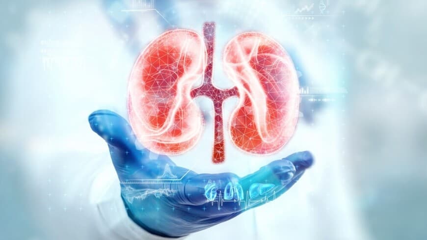 For the first time in the world, human kidneys were grown inside a pig embryo