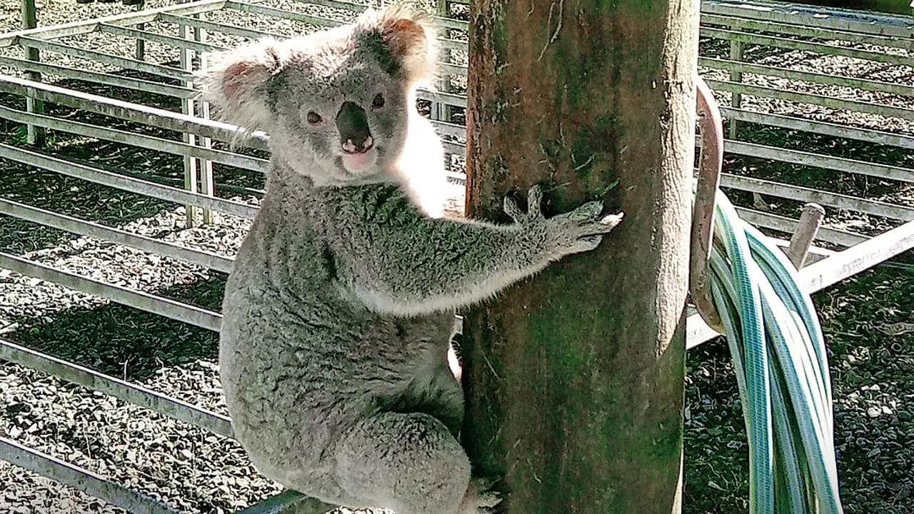 klod-ewkaliptlerin-ogrysy