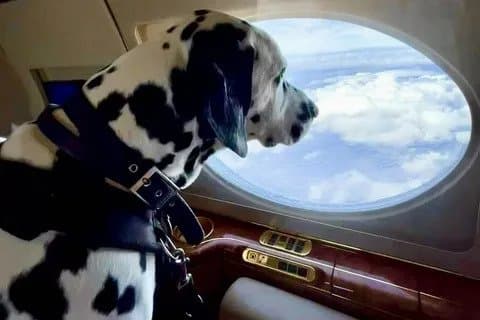Luxury pet plane to fly between Dubai and London
