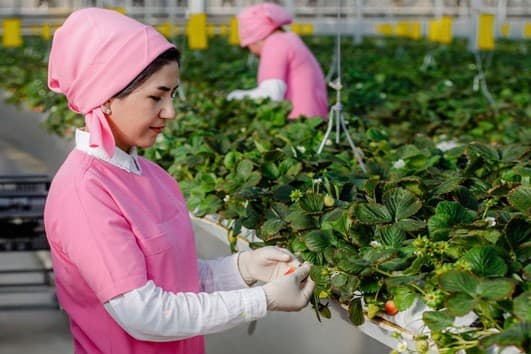 yewropa-banky-turkmenistanda-yertudanalary-osdurip-yetisdiryan-hususyyetcilere-goldaw-beryar