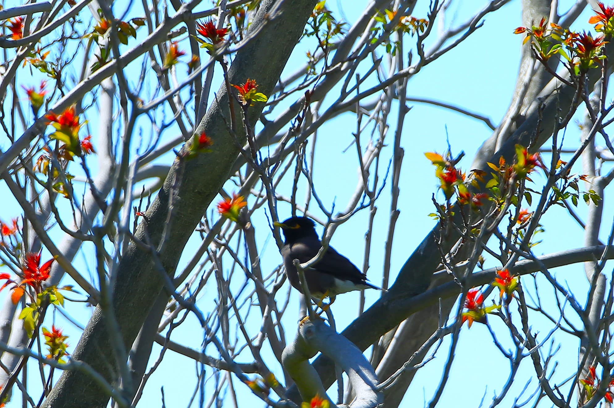 turkmenistan-i-msop-rasshiryat-sotrudnichestvo-v-sfere-ohrany-prirody