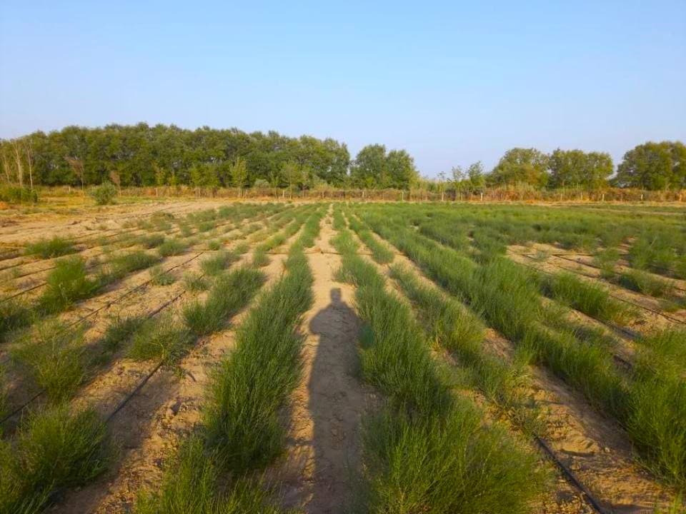 one-million-hectares-saxaul-forest-kazakh-side-bottom-aral-sea