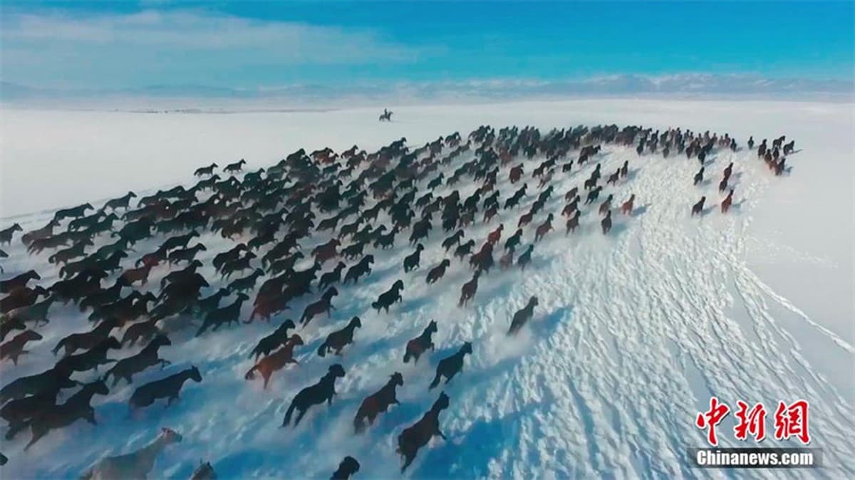 photo-fact-thousands-horses-race-across-snowy-plain-xinjiang