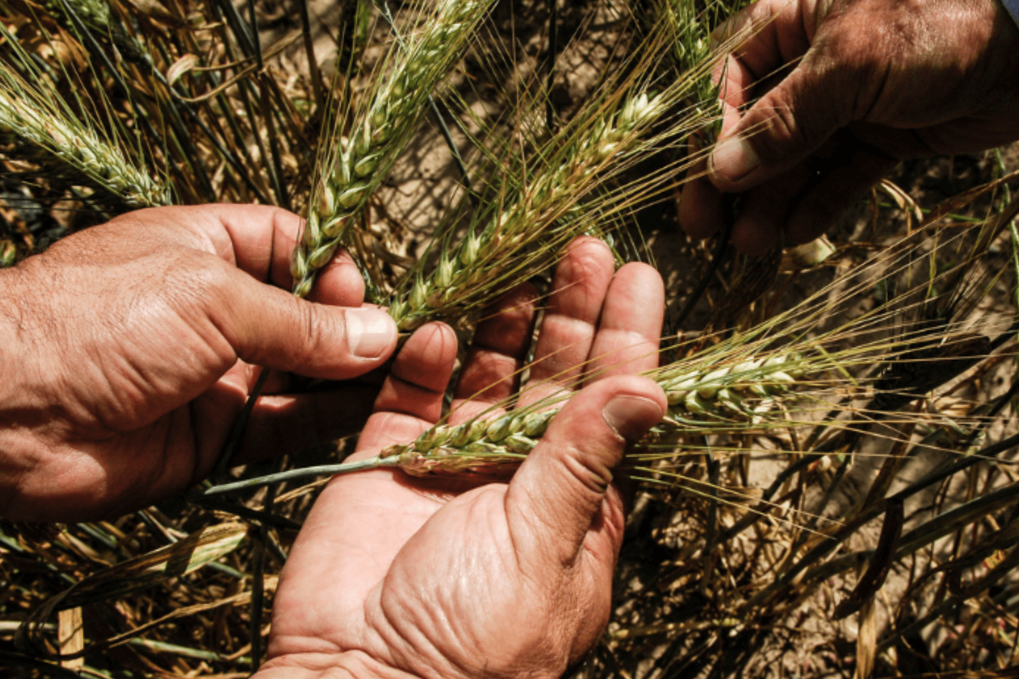 turkmenistan-vnedryaet-tehnologiyu-distancionnogo-zondirovaniya-dlya-sovershenstvovaniya-sistemy-monitoringa-sostoyaniya-selhozkultur