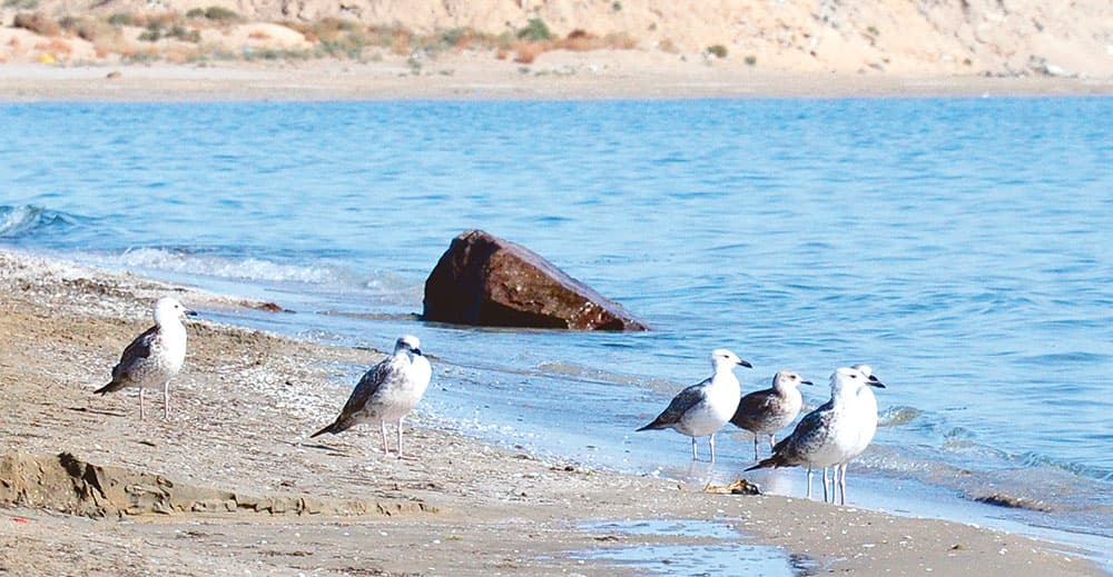 italyanskie-specialisty-planiruyut-realizovat-ekologicheskij-proekt-v-priarale-turkmenistana