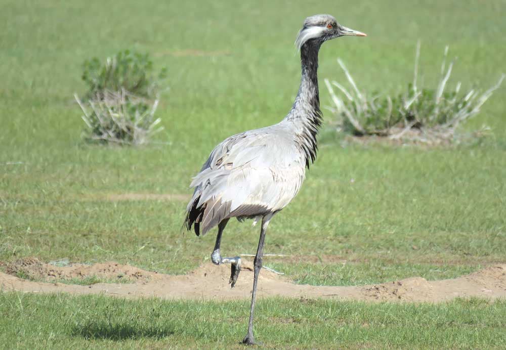 v-turkmenistane-sozdayotsya-novyj-zakaznik-dlya-redkih-ptic