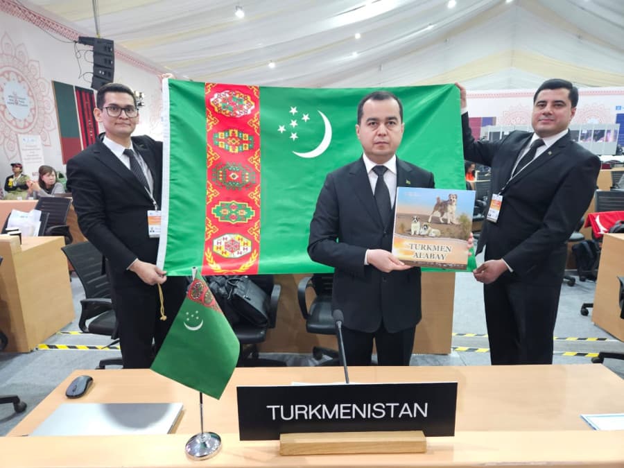 turkmen-alabay-itlerini-osdurip-yetisdirmek-sungaty-yunesko-nyn-adamzadyn-maddy-dal-medeni-mirasynyn-sanawyna-girizildi