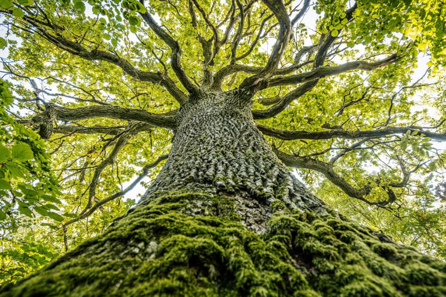analiz-pokazal-kora-derevev-takzhe-ochishchaet-vozduh