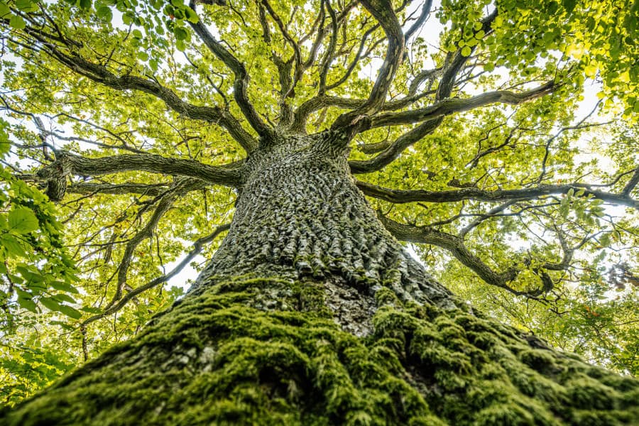 seljerme-gorkezdi-agaclaryn-gabygy-hem-howany-arassalayar