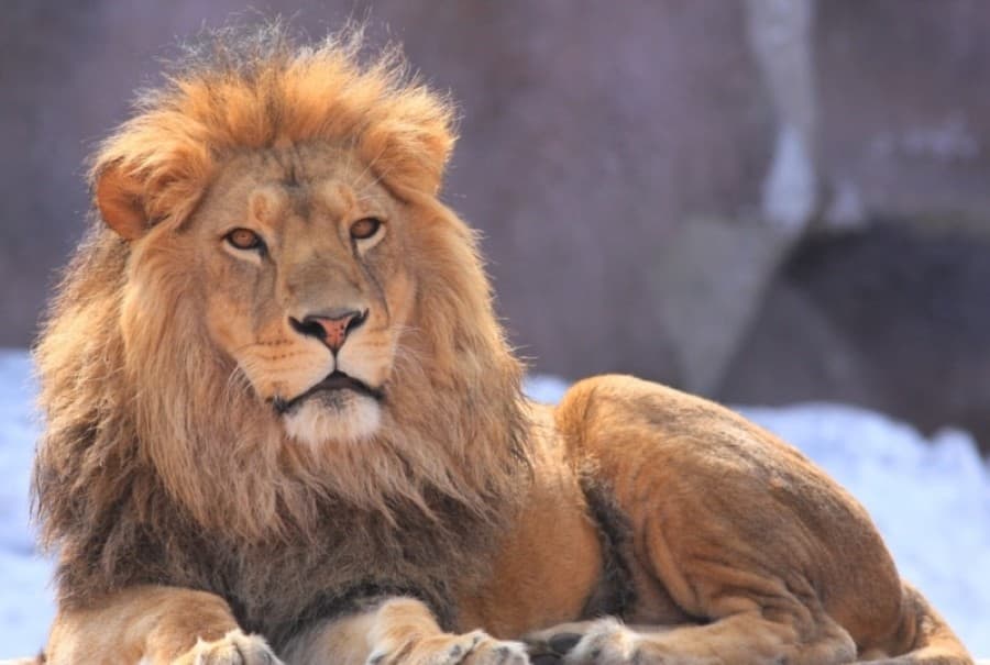 four-lions-arrive-turkmenistans-national-museum-wildlife-kazakhstan