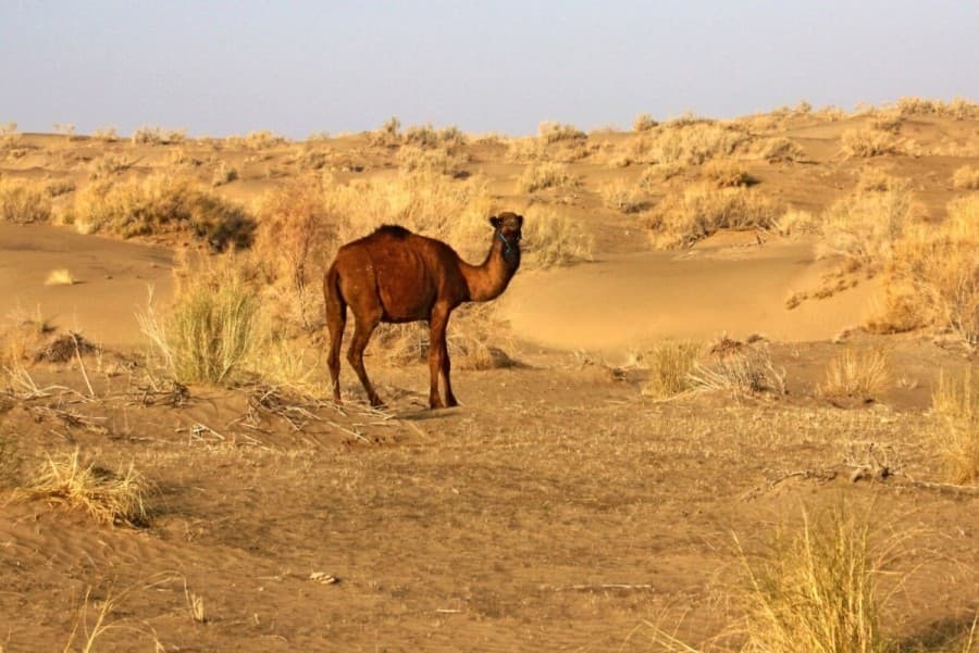 Chinese and Turkmen Scientists Complete Large-Scale Expedition in the Karakum Desert