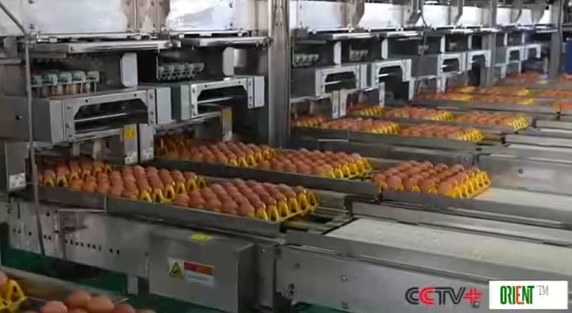 China sees strong momentum in rural industrial revitalization