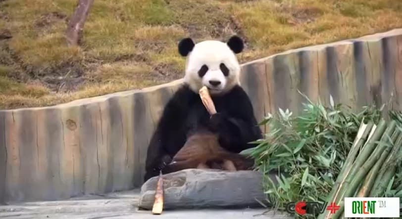 Hytaýyň täze gurlan uly panda merkezi myhmanlary kabul edip başlady