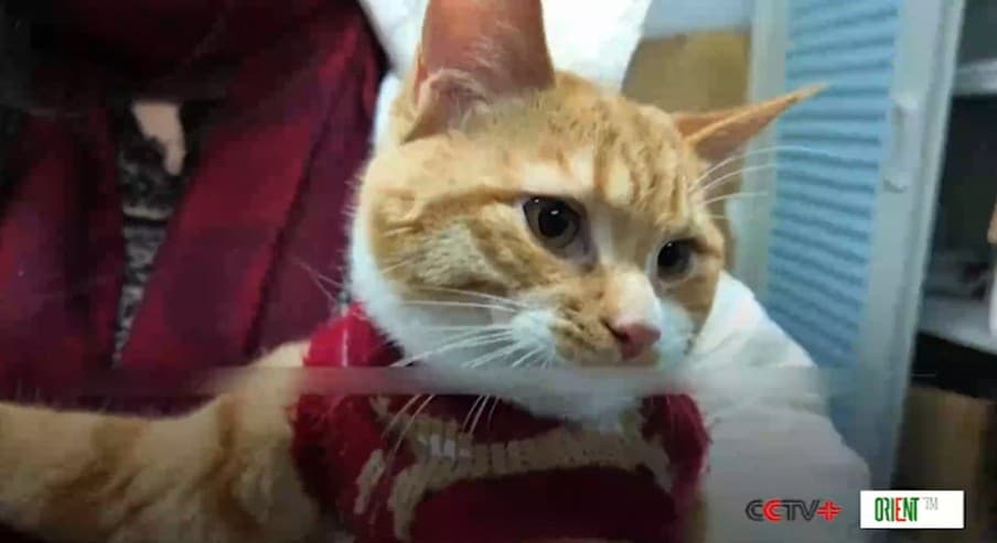China’s high-speed rail offers lighter, smarter travel options for passengers with pets