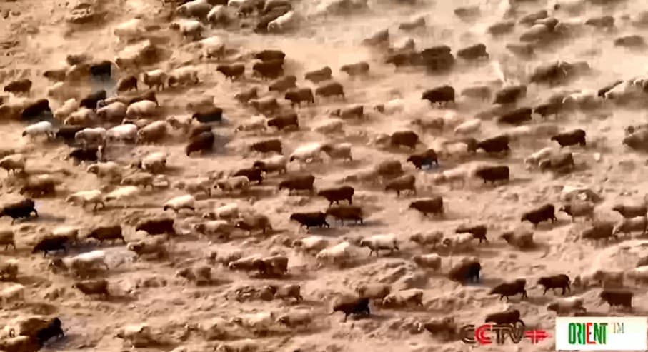 Herdsmen in Xinjiang begin annual spring livestock transfer