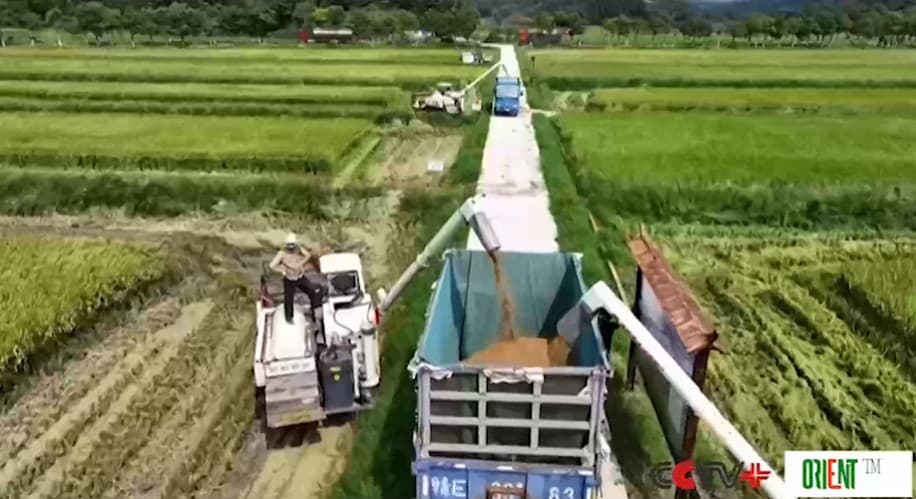China's ratoon rice technology boosts yields, food security in Malaysia