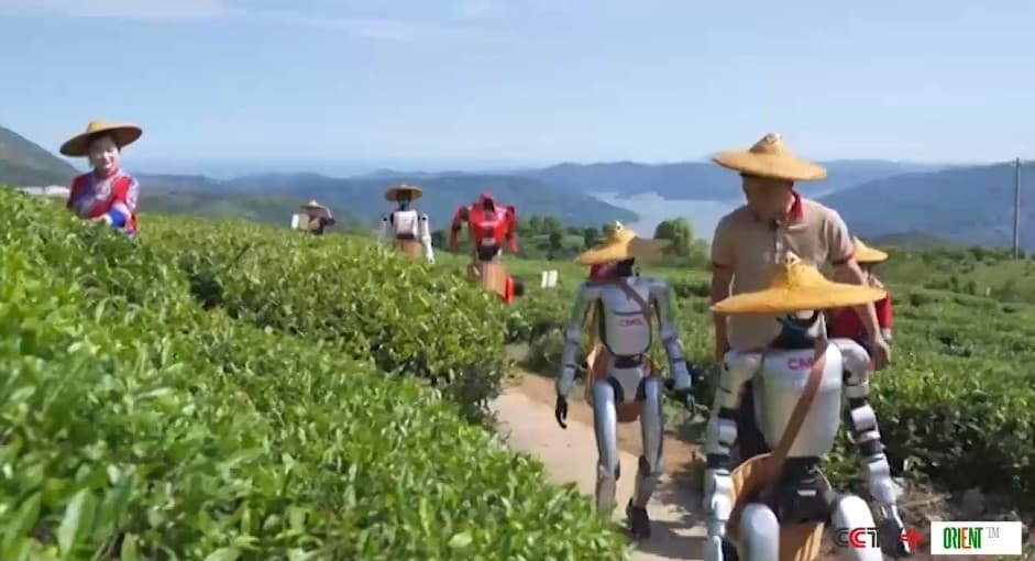Humanoid Robots Have Gone to Work on Tea Plantations. Will They Pass the Test of Reality?