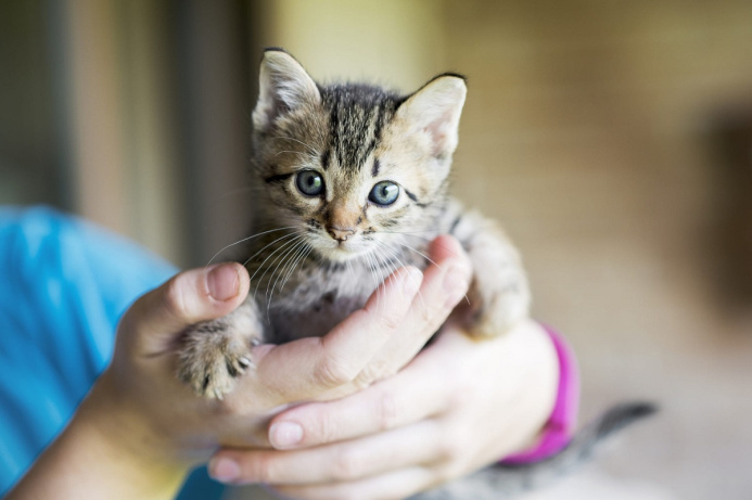  A vaccine against allergies to cats was developed by Russian scientists