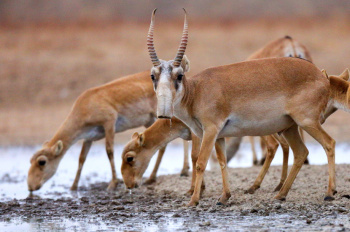 Saiga invasion: in western Kazakhstan, animals trample hayfields and destroy crops