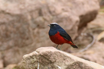 Turkmen biologists have recorded a new species of birds on the territory of Koytendag