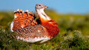 Houbara Bustard and the possibilities of its breeding in Turkmenistan