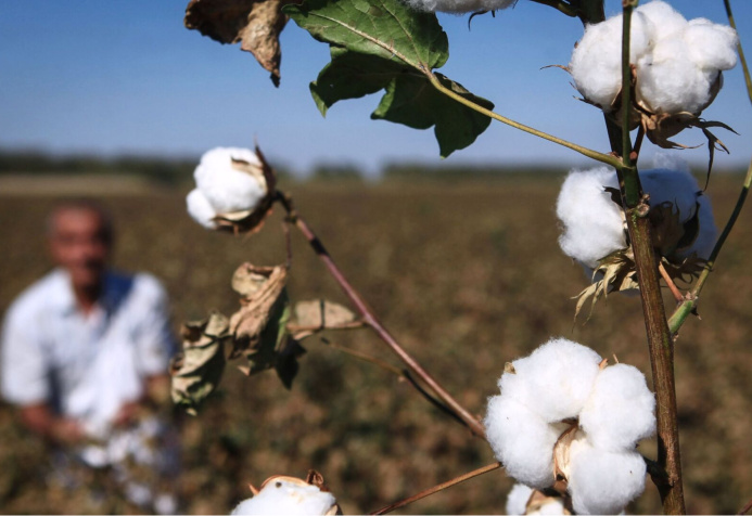  Turkmenistan and Turkey exchanged experience in growing and mechanized harvesting of cotton