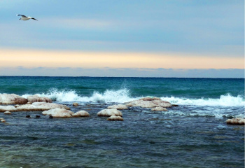 Kazakhstan will strengthen the fight against the extinction of seals and fish in the Caspian Sea