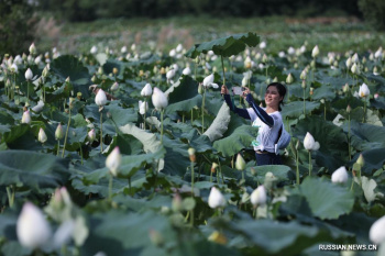 Cosmic Lotus Brings Prosperity to Guangchang County in China
