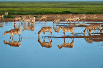 Saiga’s baby boom raises hope for naturalists