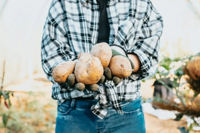  Potatoes that are not afraid of heat: scientists have developed a productive variety for arid climates