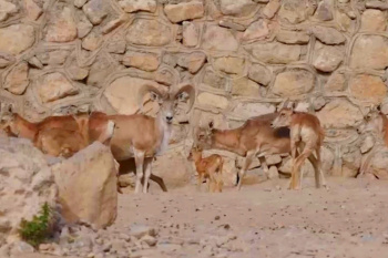 Baby boom in Ashgabat Zoo: 9 Kopetdag sheep lambs were born