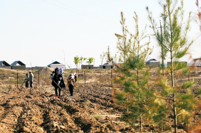  В Узбекистане при поддержке ООН беженцев из Афганистана привлекли к озеленению
