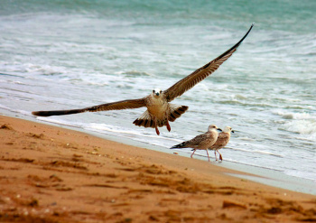 Khazar nature reserve - a real bird's paradise