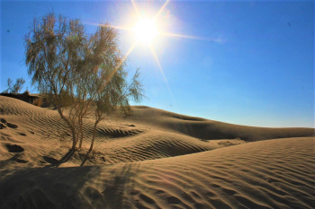 In Tajikistan, a "fence" of Saxaul will be erected to prevent dust storms