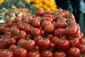 Premium fresh tomatoes all the year round