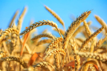 Turkmenistan Farmers Harvest Over 1.4 Million Tons of Wheat
