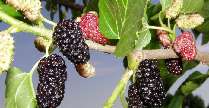  Legend tree – mulberry or morus plant