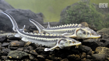 Caspian countries extended sturgeon fishing ban