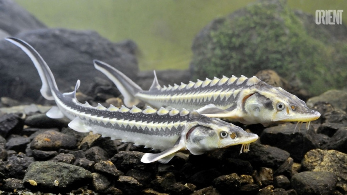  Caspian countries extended sturgeon fishing ban