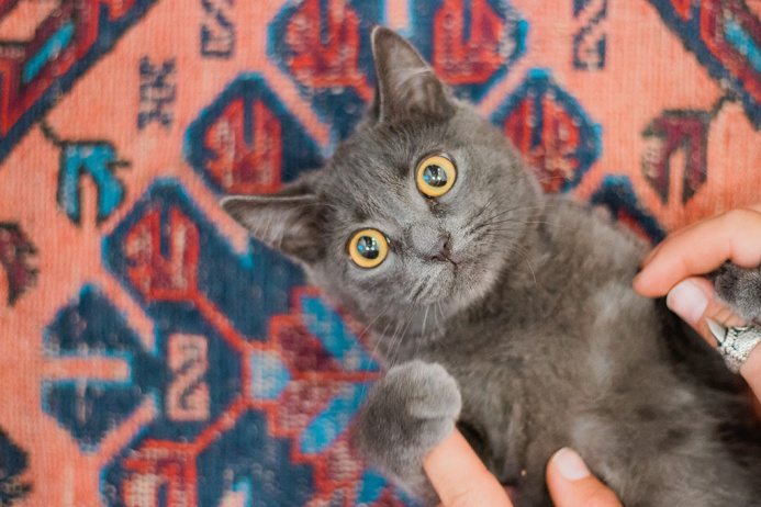  Рынок кошачьих в Туркменистане: как он выглядит?