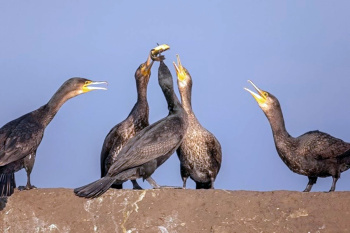 Intelligence helps birds escape from extinction