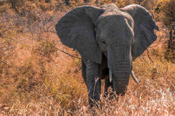 Ancient elephants of Turkmenistan - where it is possible to see