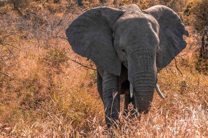  Ancient elephants of Turkmenistan - where it is possible to see