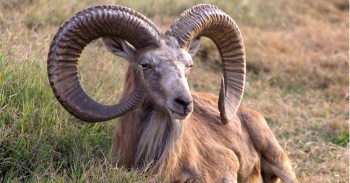 Mountain sheep - urial was included in the list of protected animals