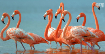 Birds – decoration of nature