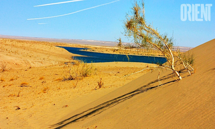  Saxaul will be planted at the bottom of the Aral Sea