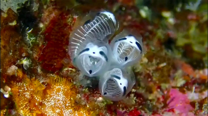  Tiny "panda skeletons": what kind of outlandish creatures live in the ocean off the coast of Japan?