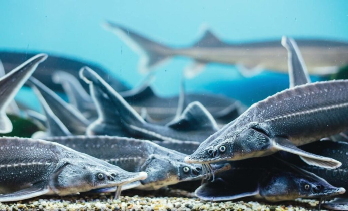  Caspian countries extend ban on commercial sturgeon fishing until 2025