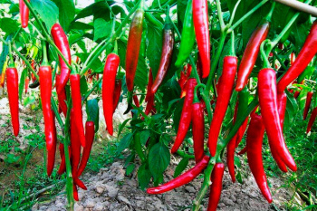 Bitter pepper: spice and medicinal plant